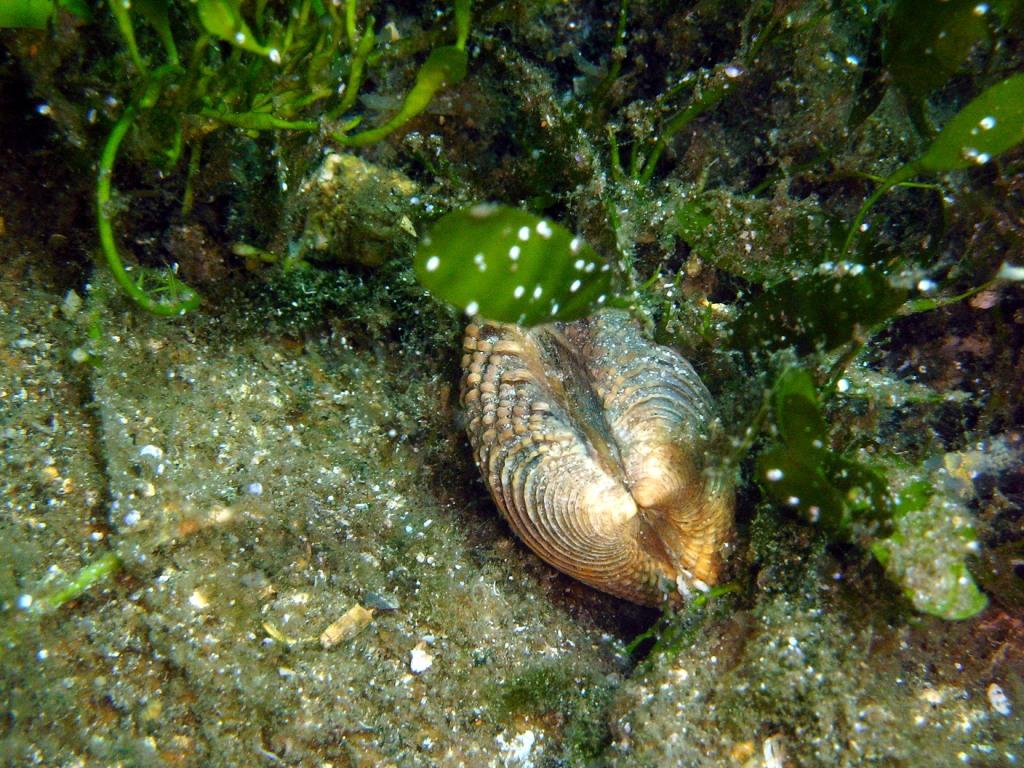 Mollusca - Venus verrucosa Linn, 1758